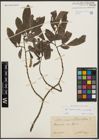 Foto von Salix appendiculata Vill. x Salix purpurea L.